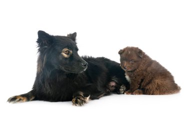 Beyaz arkaplan önünde köpek yavrusu ve yetişkin Fince Lapphund