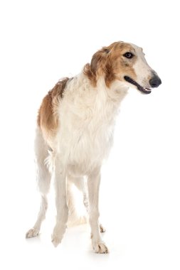 Genç borzoi beyaz arkaplanın önünde