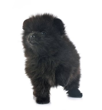 Beyaz arkaplan önünde genç pomeranian