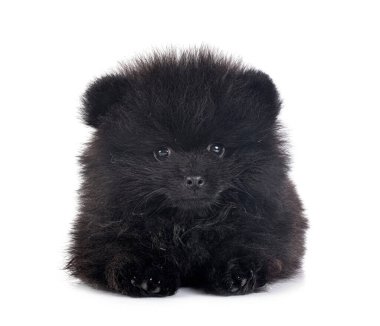 Beyaz arkaplan önünde genç pomeranian