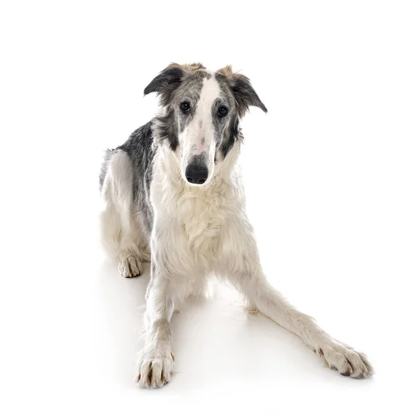 Jeune Borzoi Face Fond Blanc — Photo