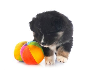 Beyaz arkaplan önünde yavru Fince Lapphund