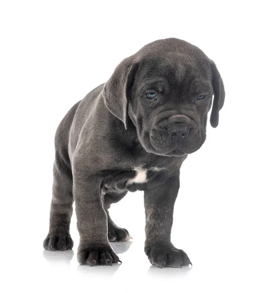 Hvalp Italiensk Mastiff Foran Hvid Baggrund - Stock-foto