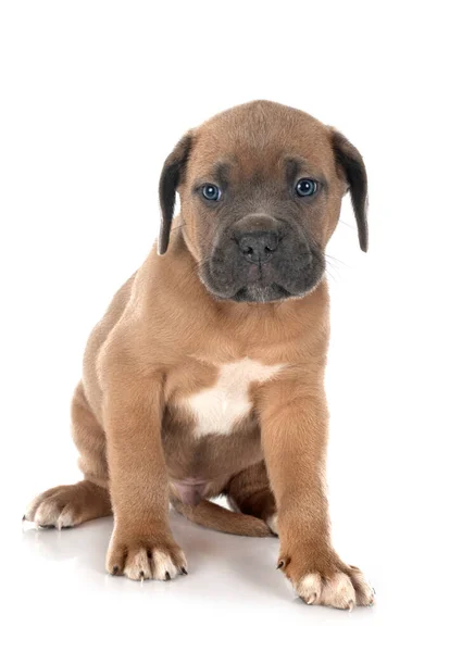 Cachorro Mastín Italiano Frente Fondo Blanco — Foto de Stock