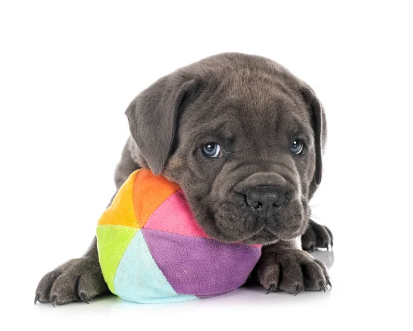 Chiot Napolitain Mastiff Face Fond Blanc — Photo