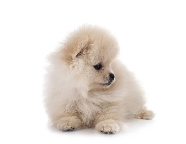 Młody Pomeranian Przed Białym Tle — Zdjęcie stockowe