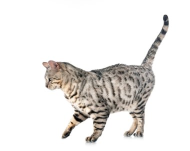 Bengal kedisi beyaz arka planda