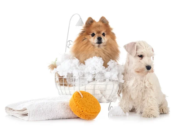 Pommer Und Schnauzer Vor Weißem Hintergrund — Stockfoto