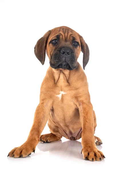 Pup Italiaanse Mastiff Voorkant Van Witte Achtergrond — Stockfoto