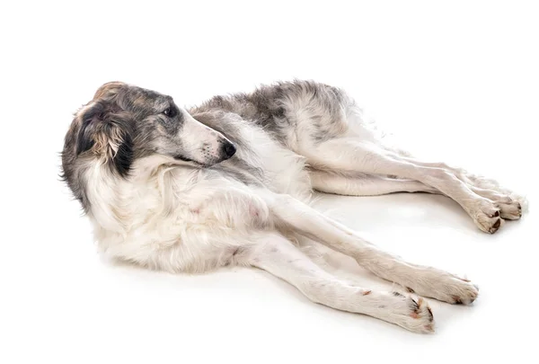 Borzoi Jovem Frente Fundo Branco — Fotografia de Stock