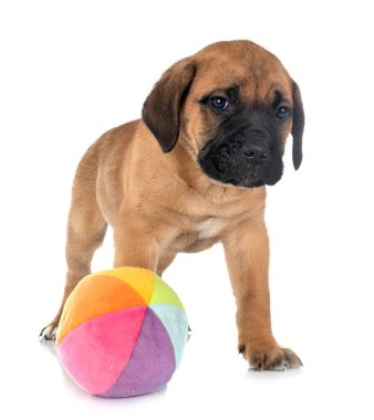 Beyaz arka planda köpek yavrusu İtalyan mastifi.