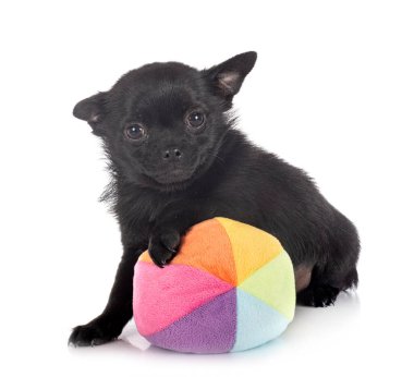 Beyaz arka planda küçük bir chihuahua