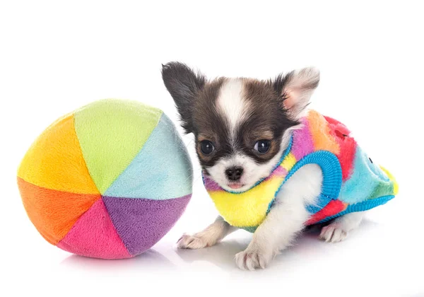 Kleiner Chihuahua Vor Weißem Hintergrund — Stockfoto