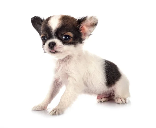 Petit Chihuahua Devant Fond Blanc — Photo