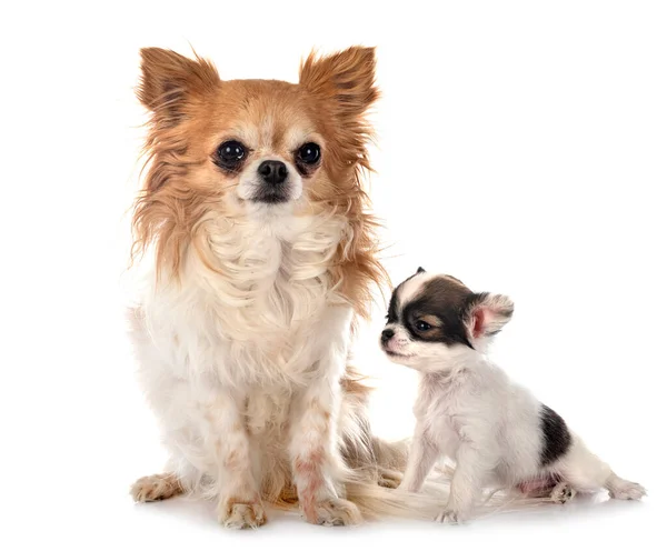 Kleine Chihuahuas Voorkant Van Witte Achtergrond — Stockfoto