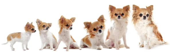 Groei Van Volbloed Chihuahua Voor Witte Achtergrond Tussen Drie Maanden — Stockfoto