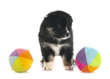 Beyaz arkaplan önünde yavru Fince Lapphund