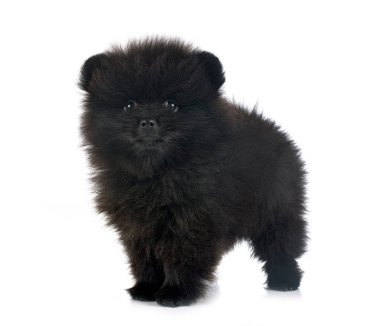 Beyaz arkaplan önünde genç pomeranian