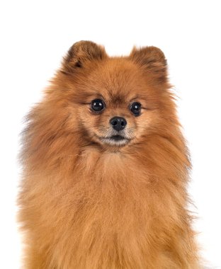 Beyaz arkaplan önünde genç pomeranian