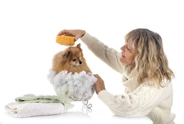 Pomerania Adulto Mujer Delante Fondo Blanco — Foto de Stock