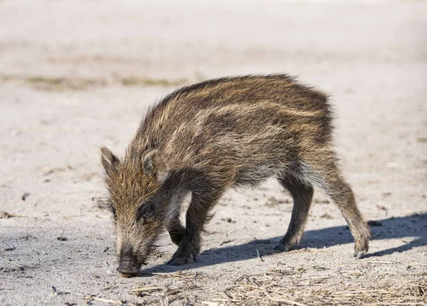 Ung Brädgång Utomhus Våren — Stockfoto