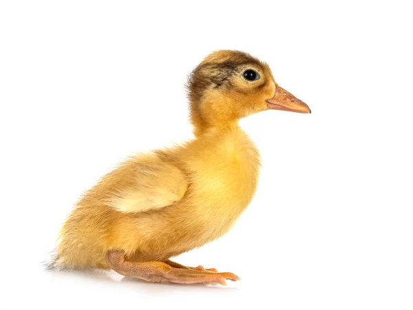 Young Duckling Front White Background — Stock Photo, Image