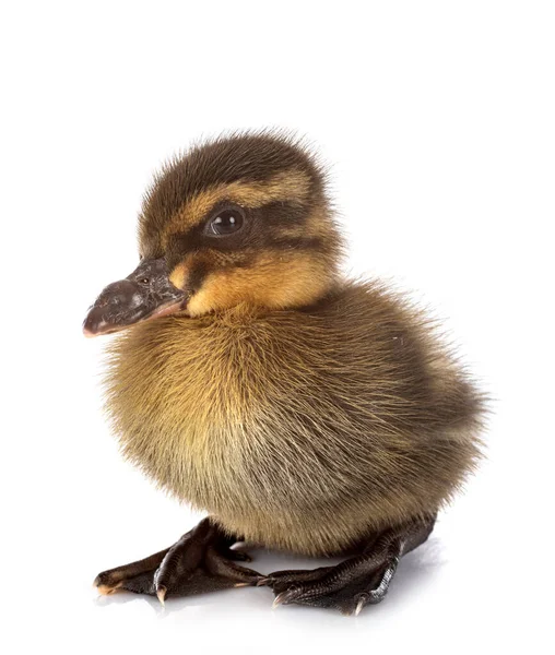 Jeune Canard Devant Fond Blanc — Photo