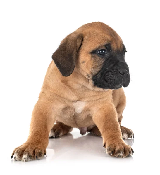 Pup Italiaanse Mastiff Voorkant Van Witte Achtergrond — Stockfoto