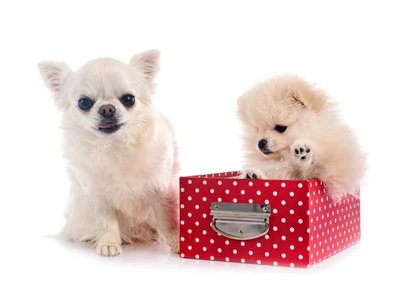 Ung Pommerska Och Chihuahua Framför Vit Bakgrund — Stockfoto