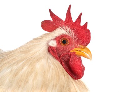 Pekin bantam beyaz arkaplan önünde