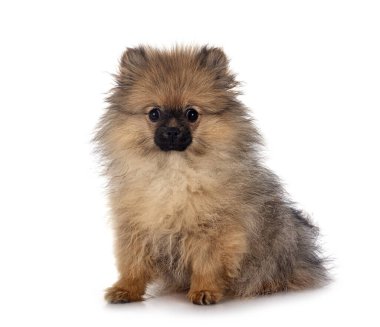 Beyaz arkaplan önünde genç pomeranian