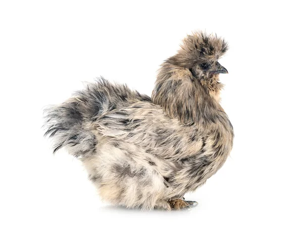 Espirrar Silkie Frente Fundo Branco — Fotografia de Stock