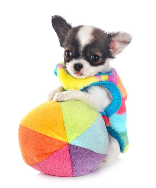 Little Chihuahua Front White Background — Stock Photo, Image