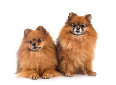 Beyaz arkaplan önünde genç Pomeranyalılar