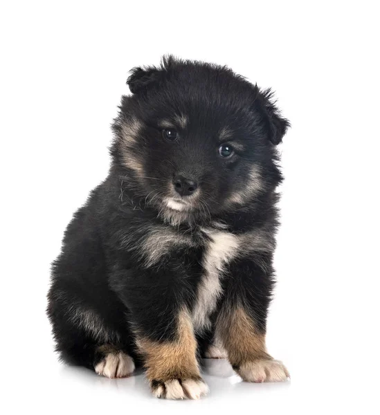 Cachorro Finlandés Lapphund Delante Fondo Blanco — Foto de Stock