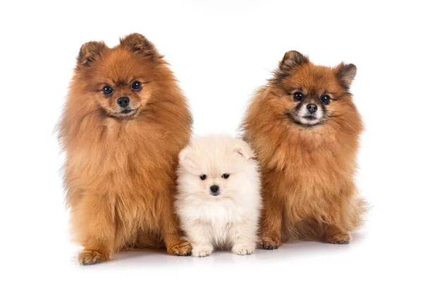 Mladí Pomeranians Před Bílým Pozadím — Stock fotografie