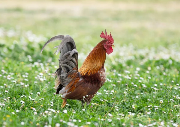 春天里花园里的色拉鸡 — 图库照片
