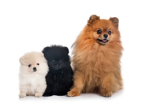 Jong Pomeranians Voorkant Van Witte Achtergrond — Stockfoto