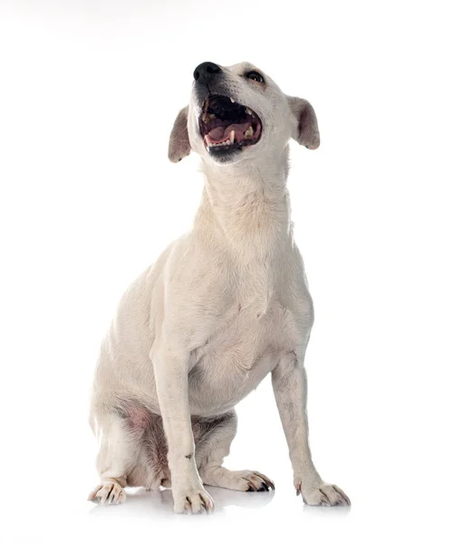 Jack Russel Terrier Voorkant Van Witte Achtergrond — Stockfoto