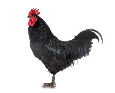 Beyaz arkaplan önünde Geline de Touraine