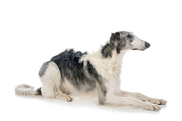 Genç Borzoi Beyaz Arkaplanın Önünde — Stok fotoğraf