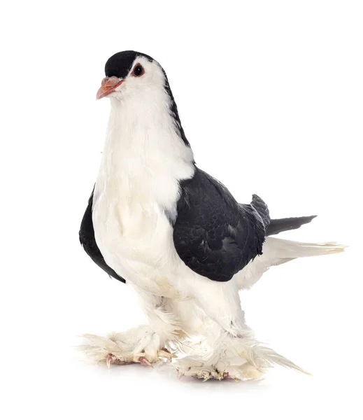 Lahore Pigeon Front White Background — Stock Photo, Image