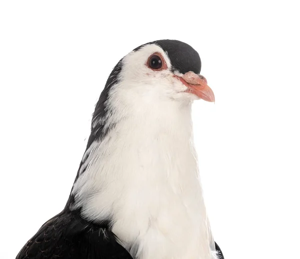 Pigeon Lahore Devant Fond Blanc — Photo