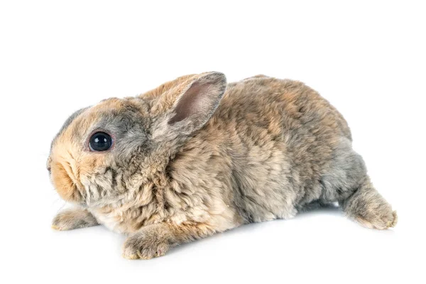 白い背景の前のレックスウサギ — ストック写真