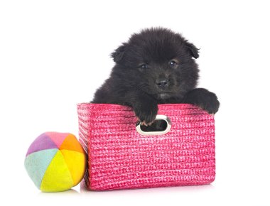 Beyaz arkaplan önünde yavru Fince Lapphund