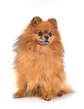 Beyaz arkaplan önünde genç pomeranian