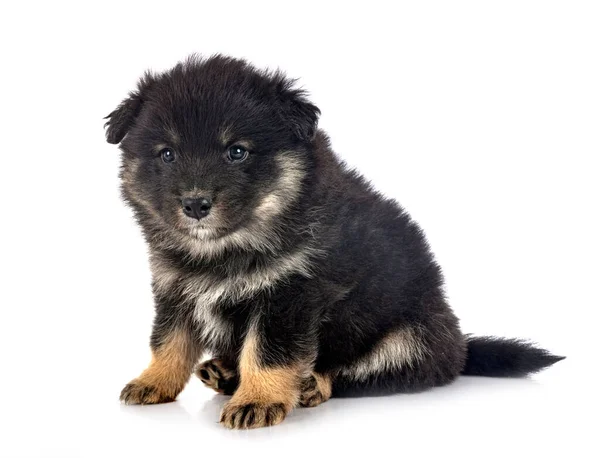 Cachorro Finlandés Lapphund Delante Fondo Blanco — Foto de Stock