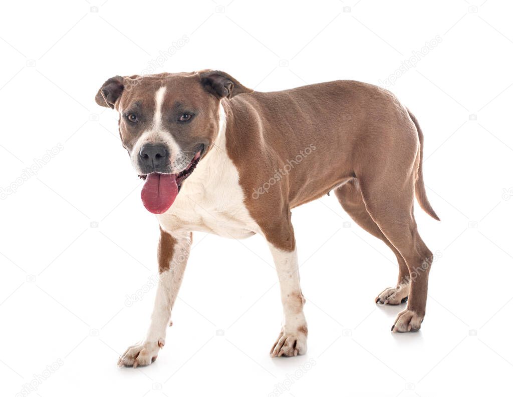 american staffordshire terrier  in front of white background