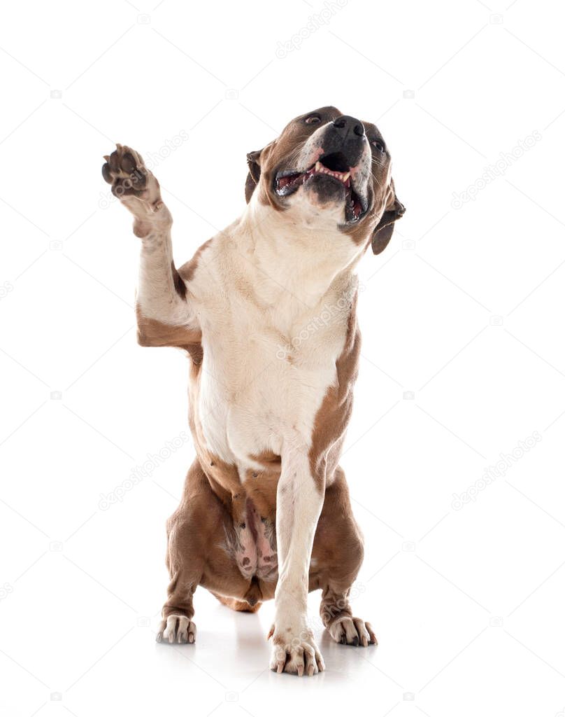 american staffordshire terrier  in front of white background