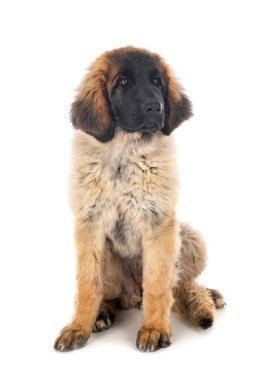 Beyaz arka planda köpek yavrusu Leonberger